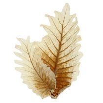 Article Feuille de Chêne blanchie 35 pcs