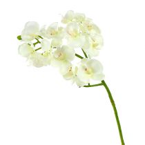 Orchidée blanc crème L57cm 6pcs