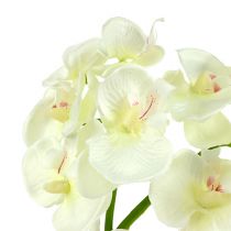 Orchidée blanc crème L57cm 6pcs