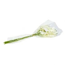 Article Orchidée Crème-Blanc L57cm 6 pcs