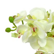 Orchidée vert clair 56cm 6pcs