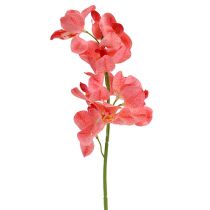 Orchidée Mokara Saumon 50cm 6pcs