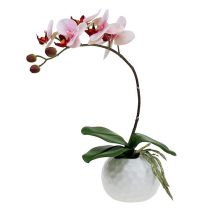 Orchidée rose en pot céramique 31cm