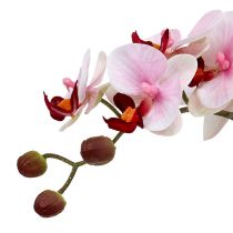 Orchidée rose en pot céramique 31cm