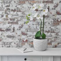 Orchidée Blanche sur bulbe de 65cm