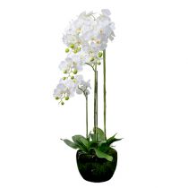 Orchidée blanche avec globe 110cm