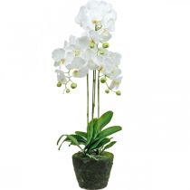 Article Orchidées artificielles pour le pot blanc 80cm