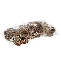 Article Cornes de palmier mâle Déco Nature 7-14cm 25 pièces