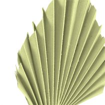 Article Feuilles de palmier Palmspear Vert pomme, blanchi 65 pcs