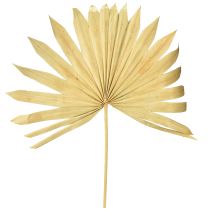 Article Palmspear Sun Feuille de palmier naturelle séchée, décoration naturelle, 30 pièces