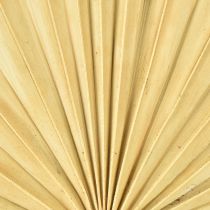 Article Palmspear Sun Feuille de palmier naturelle séchée, décoration naturelle, 30 pièces