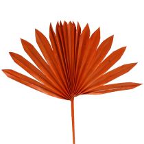 Article Palmspear Soleil Orange 30 pcs