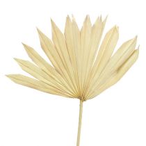 Article Palmspear Sun blanchi 30 pcs