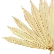 Article Palmspear Sun blanchi 30 pcs