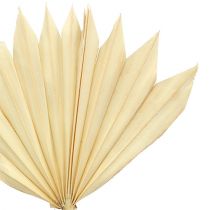 Article Palmspear Sun mini blanchi 30 pcs