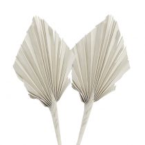 Article Mini feuille de palmier Blanc Palmspear 33-38cm 100pcs