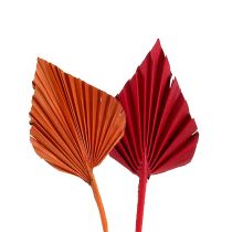 Mini sorte de lance de palmier. Rouge/Orange 100pcs