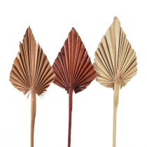 Article Palmspear mini assortis Maroc 30 pcs