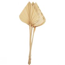 Feuilles de Palmier Palmspear Décoration Naturelle Blanchies 12,5×38cm 4pcs