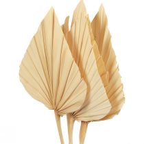 Article Feuilles de Palmier Palmspear Décoration Naturelle Blanchies 12,5×38cm 4pcs