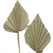 Mini-Palmspear, fleuriste sec, décorations de l&#39;Avent, jours commémoratifs Nature L33–34cm W7–9cm 4pcs