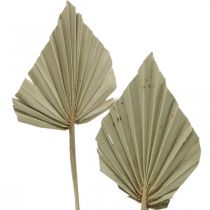 Article Mini feuille de palmier Palmspear séché Nature 33-34cm 4pcs