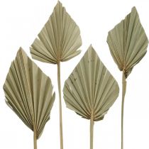 Article Mini feuille de palmier Palmspear séché Nature 33-34cm 4pcs