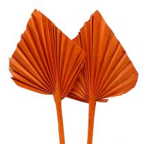 Article Palmspear Feuilles de palmier séchées Orange 65 pièces