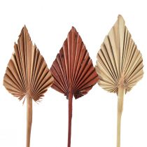 Article Palmspear assortis Maroc 30 pcs