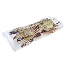 Article Palmspear trié Maroc 30 pcs