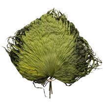 Article Feuilles de palmier séchées décoratives Saribus vert 45cm 5 pcs