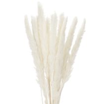 Article Fleurs séchées d'herbe de la pampa blanchies, 70 cm, 15 pièces