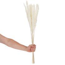 Article Fleurs séchées d'herbe de la pampa blanchies, 70 cm, 15 pièces