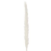 Article Fleurs séchées d'herbe de la pampa blanchies, 70 cm, 15 pièces