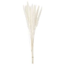 Article Fleurs séchées d'herbe de la pampa blanchies, 70 cm, 15 pièces