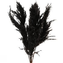 Article Herbe de la pampa noire 65-75cm herbe sèche décoration naturelle 6 pièces