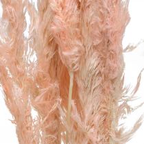 Article Fleurs séchées d'herbe de la pampa rose, décoration naturelle, 65-75 cm, lot de 6