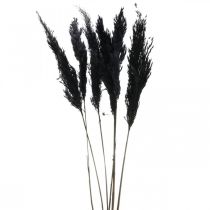 Article Herbe de la pampa noire 65-75cm herbe sèche décoration naturelle 6 pièces