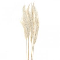 Herbe de pampa séchée, décoration sèche et blanchie, 65-75cm, 6 pièces en paquet
