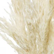 Herbe de la pampa séchée blanchie décoration sèche 65-75cm 6pcs en botte