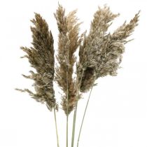 Herbe de pampa séchée naturelle pour le séchage du bouquet 70-75cm 6pcs