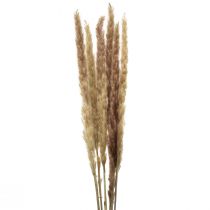 Article Herbe de pampa décorative séchée naturelle 70 cm 6 pièces