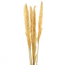 Article Herbe de pampa séchée crème d&#39;herbe sèche décoration sèche 70cm 6 pcs