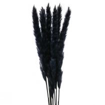 Article Herbe de pampa noire séchée décoration sèche L72cm 6pcs