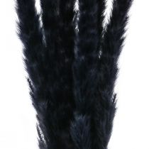 Article Herbe de la Pampa séchée noire décoration sèche L72cm 6 pcs