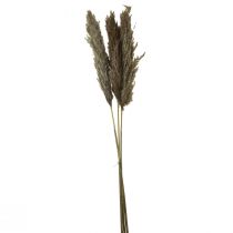 Article Herbe de pampa séchée herbe sèche décorative naturelle 95cm 3 pcs