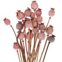 Dry Deco Coquelicot Capsules Fleurs Séchées Colorées Coquelicot Rose 75g