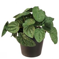 Article Peperomia Green Twist - Plante d&#39;intérieur robuste et décorative en pot de 20 cm