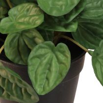 Article Peperomia Green Twist - Plante d&#39;intérieur robuste et décorative en pot de 20 cm