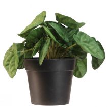 Article Peperomia Green Twist - Plante d'intérieur robuste et décorative en pot de 20 cm